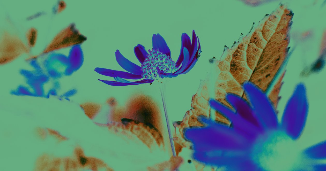 uv version, 2019, (collage) av Alex Caminker