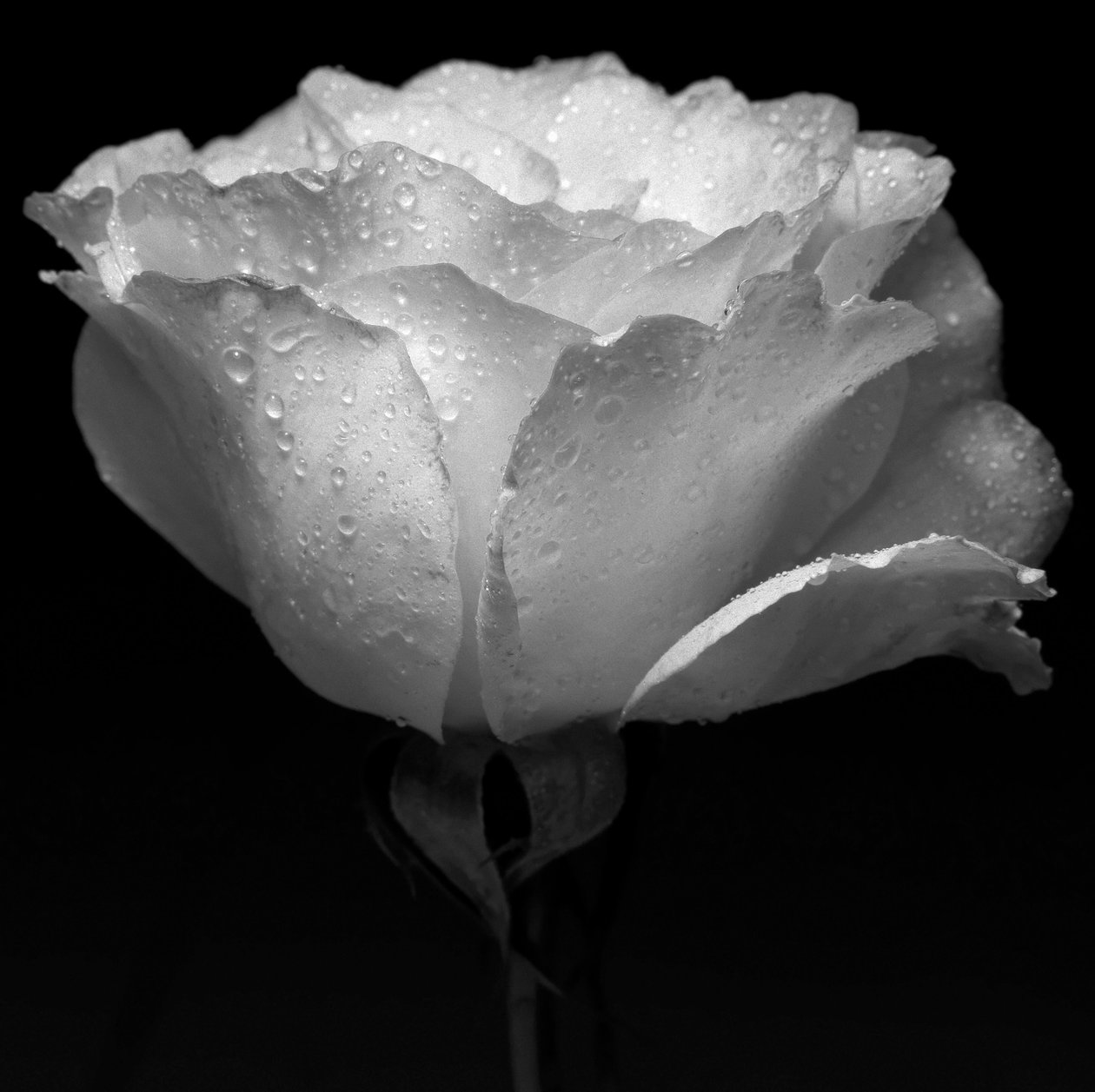 vit blomma och vatten, 2019, (fotografi) av Alex Caminker