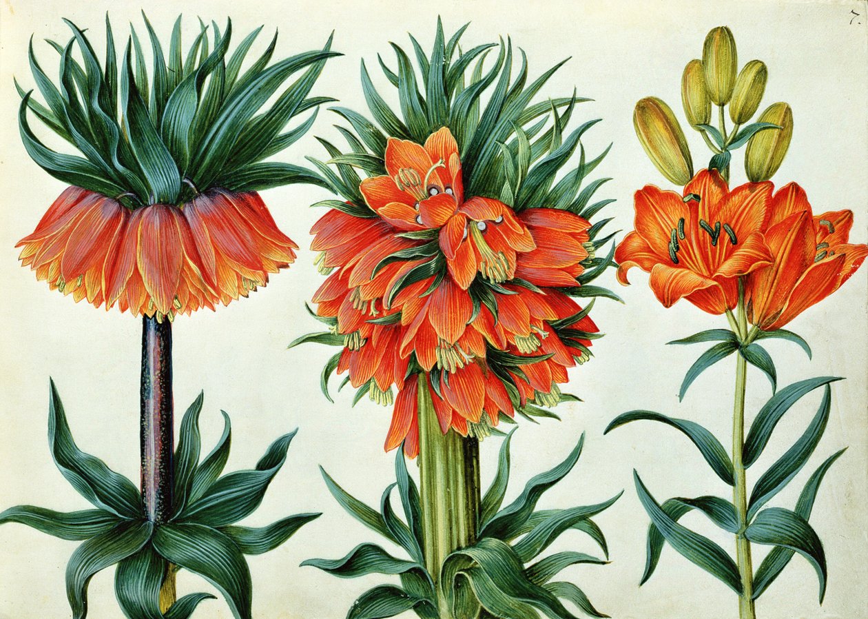Crown Imperial Lily av Alexander Marshal
