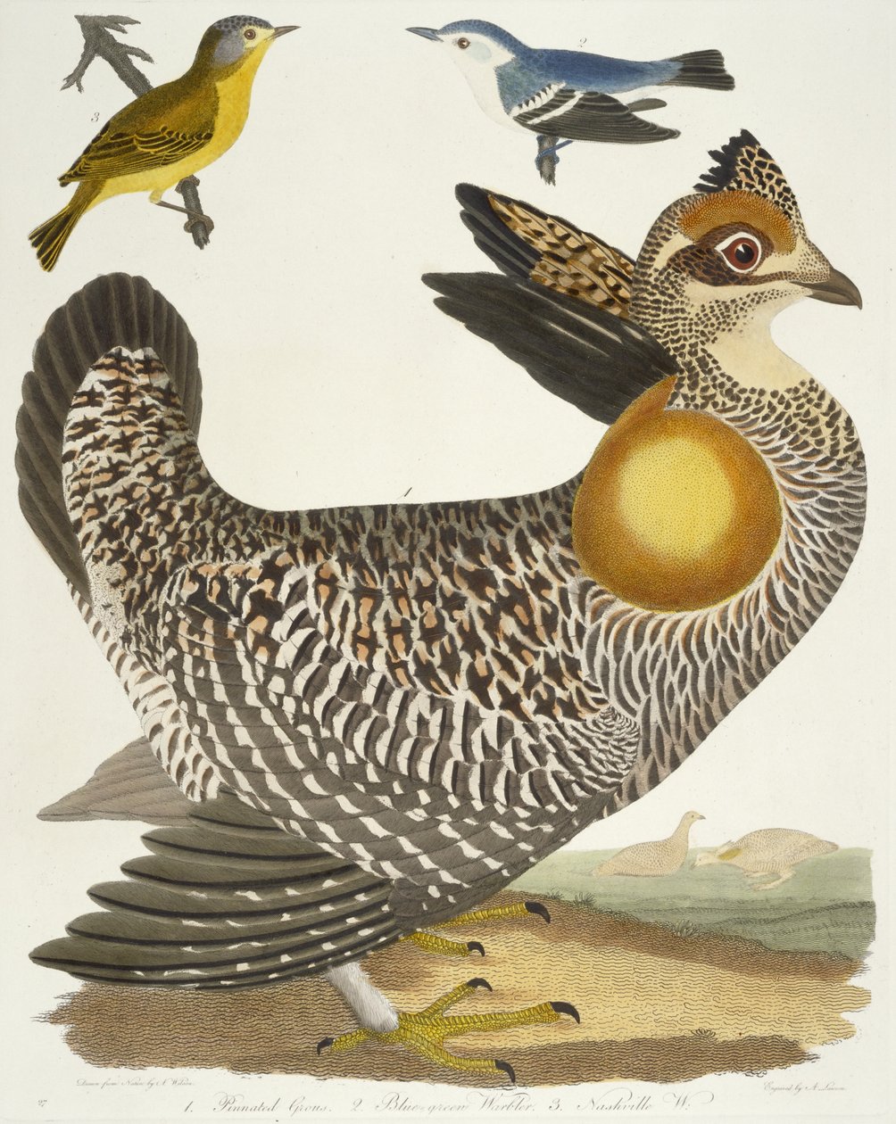 Fåglar 27. 1. Pinnad Grous. 2. Blågrön sångare. 3. Nashville W., 1808-1814 av Alexander Wilson