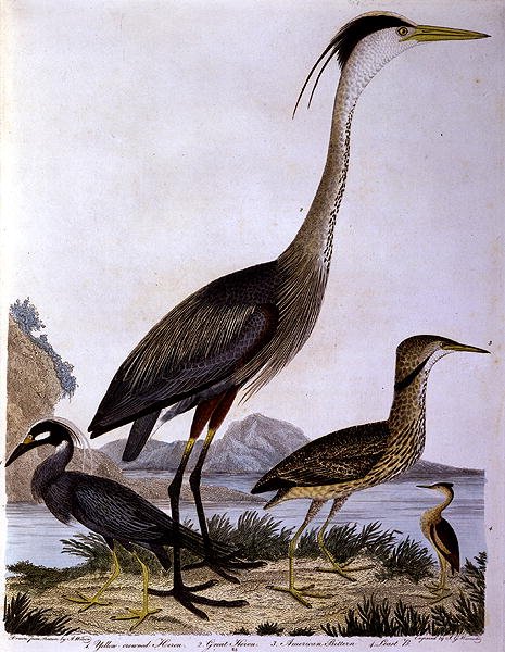 Häger, graverade av I. G. Marnicke (färgad gravyr) av Alexander (after) Wilson