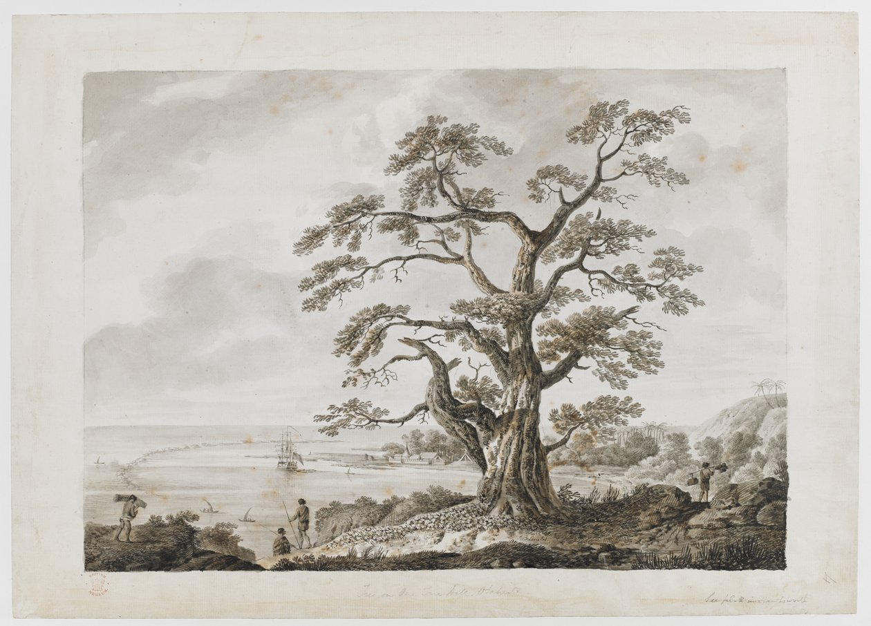Lägg till. 15508, nr 4, Tree on the Tree Hill, Otaheite, från 