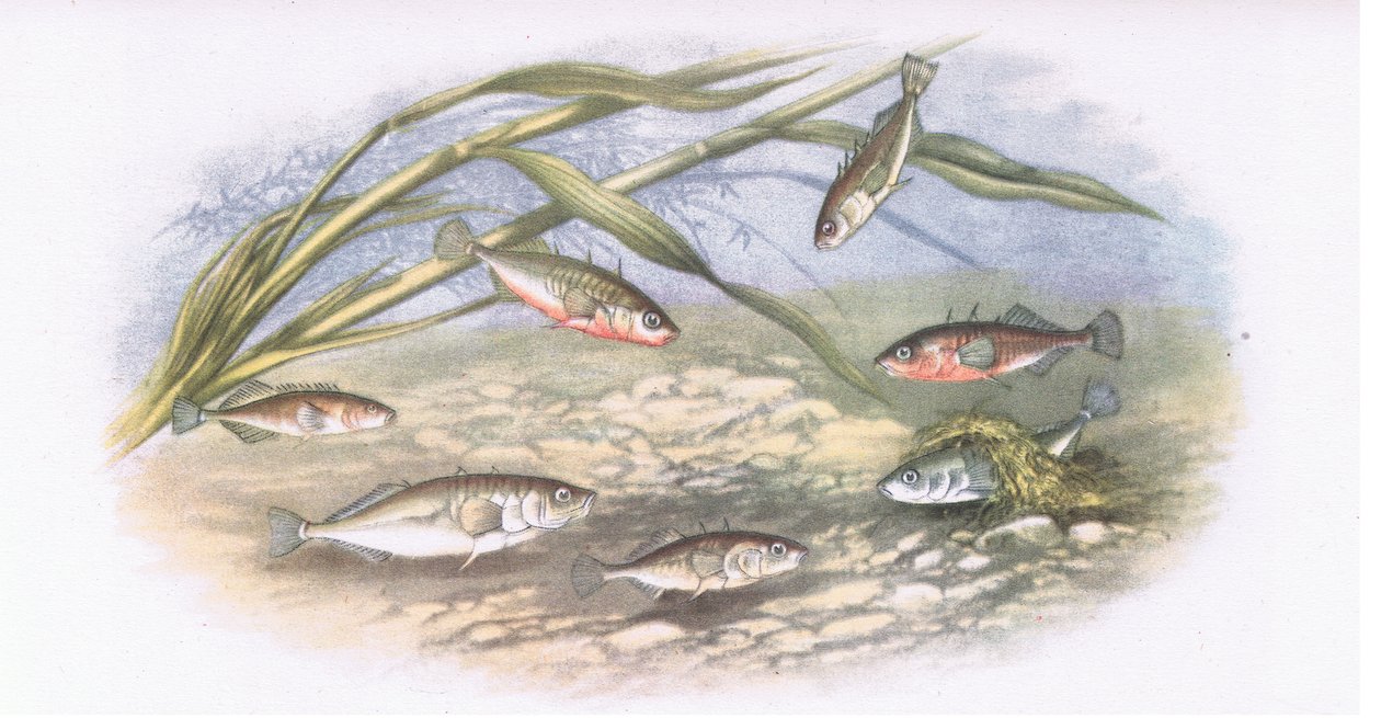 Sticklebacks, Nature in Britain publicerad av Collins, 1946 av Alexander Francis after Lydon
