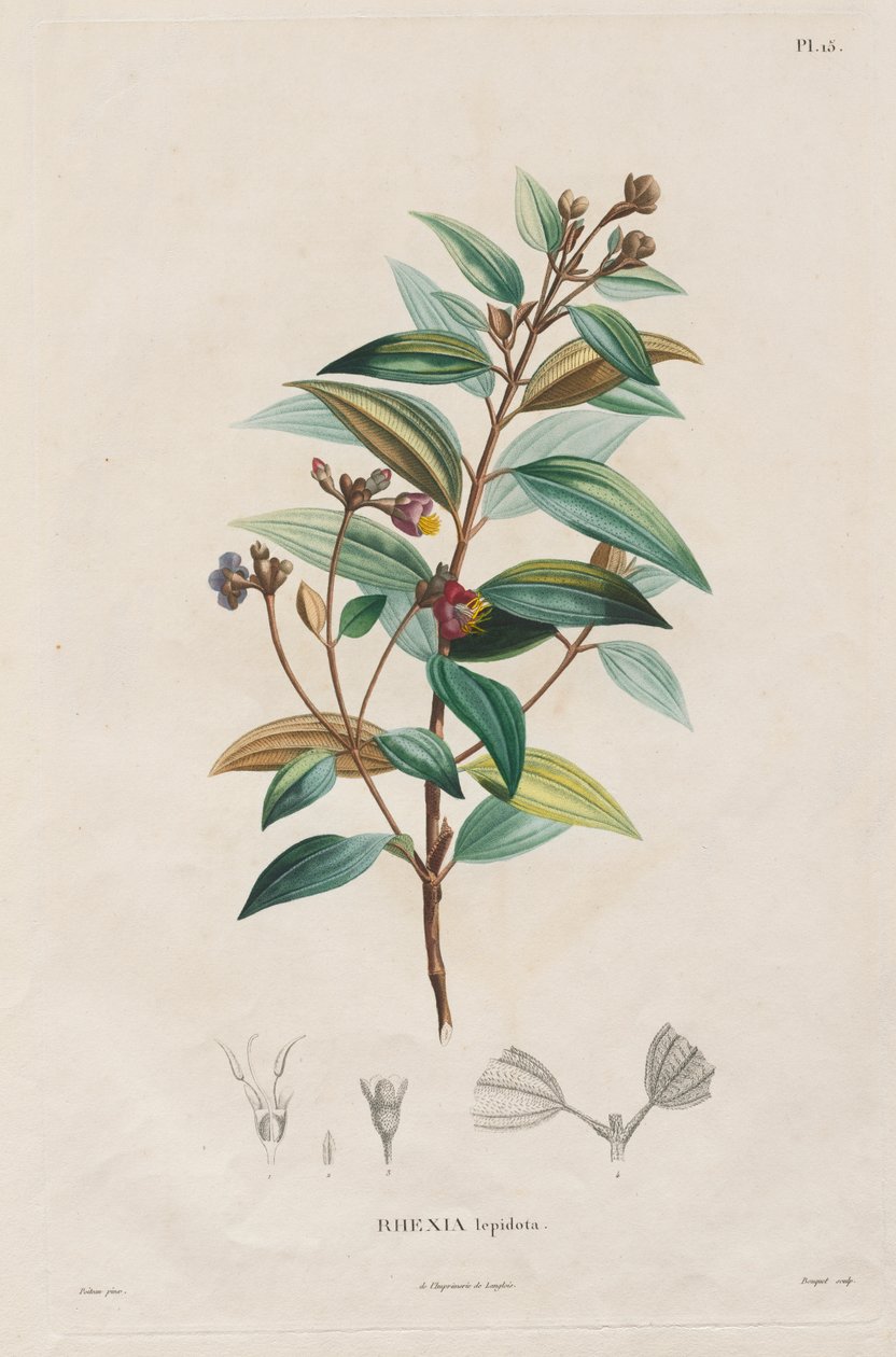Resa till jämviktsregionerna på den nya kontinenten, gjord under åren 1709 till 1804: Monografi av melastomaceae: nr 15 av Alexander, Freiherr von Humboldt