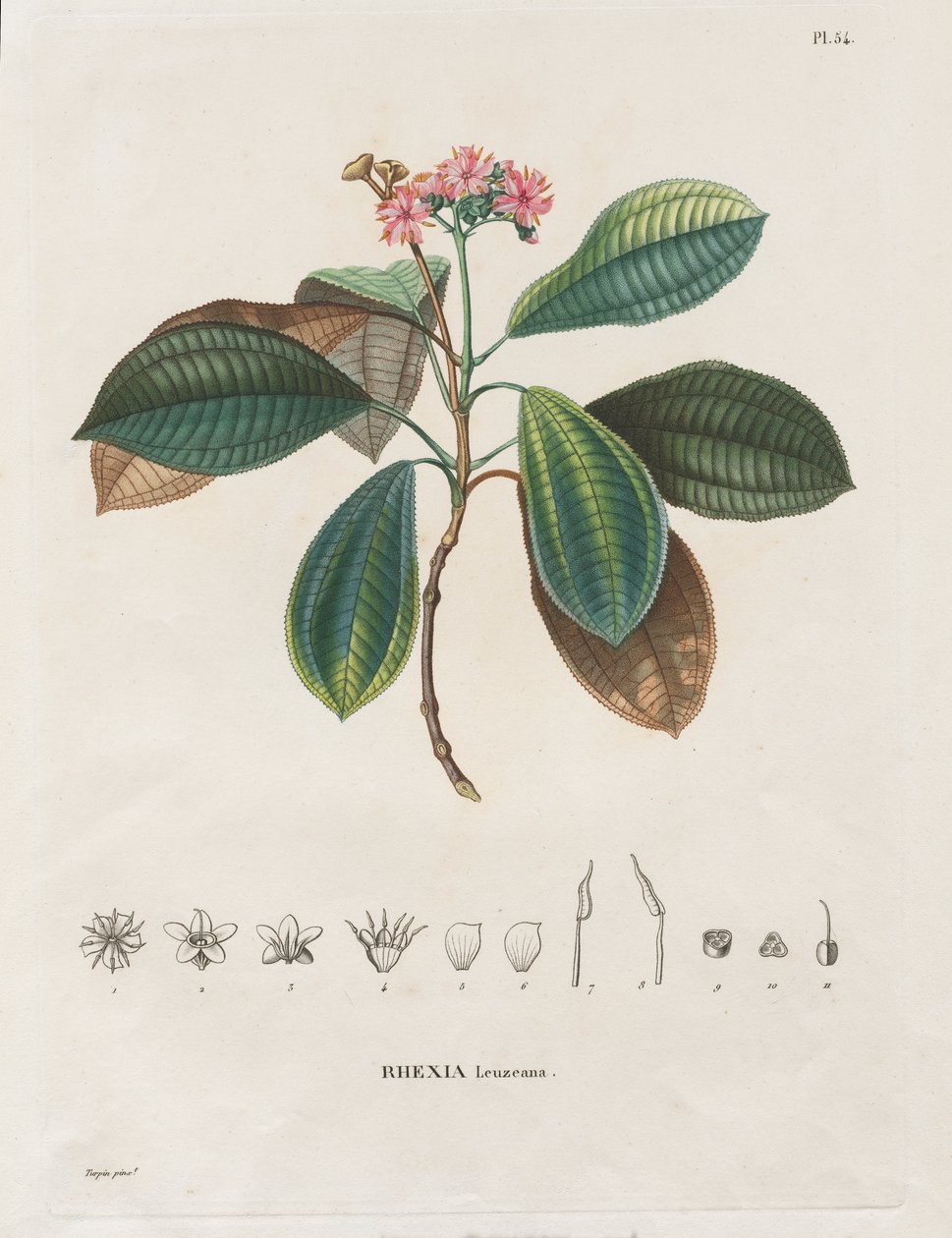 Resa till den nya kontinentens dagjämningsregioner, gjord under åren 1709 till 1804: Monografi av Melastomaceae: nr 54 av Alexander, Freiherr von Humboldt