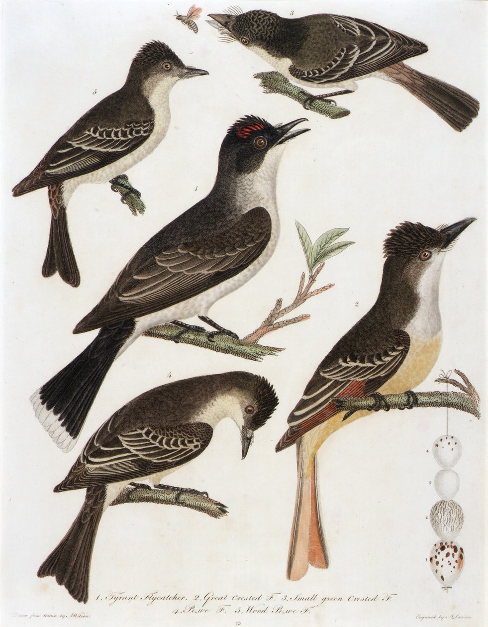 1. Tyrantflugsnappare. 2. Stor Crested F. 3. Liten grönhuvad F. 4. Pe-We F. 5. Wood Pe-We F. (från boken American Orinthology) av Alexander Lawson