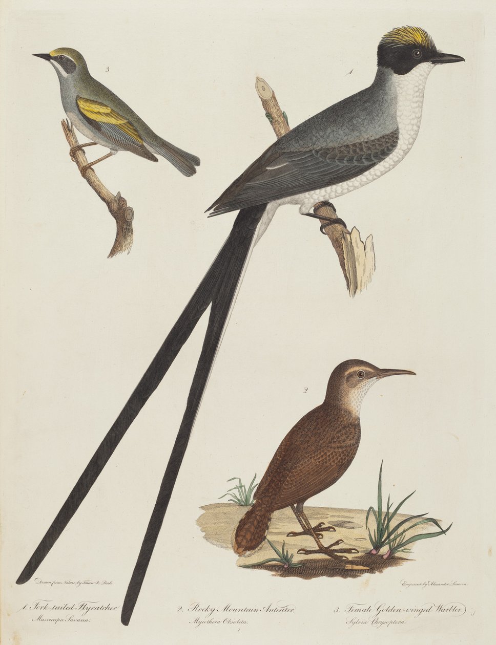 Gaffelstjärtad flugsnappare, Rocky Mountain myrsångare och hona med guldvingad sångare. av Alexander Lawson