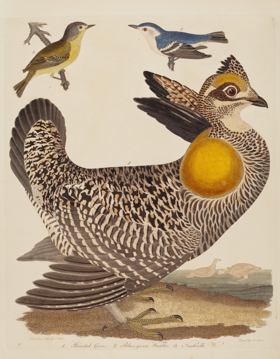Pinnated Grous, Blue-green Warbler och Nashville Warbler, publicerad 1808-1814. av Alexander Lawson