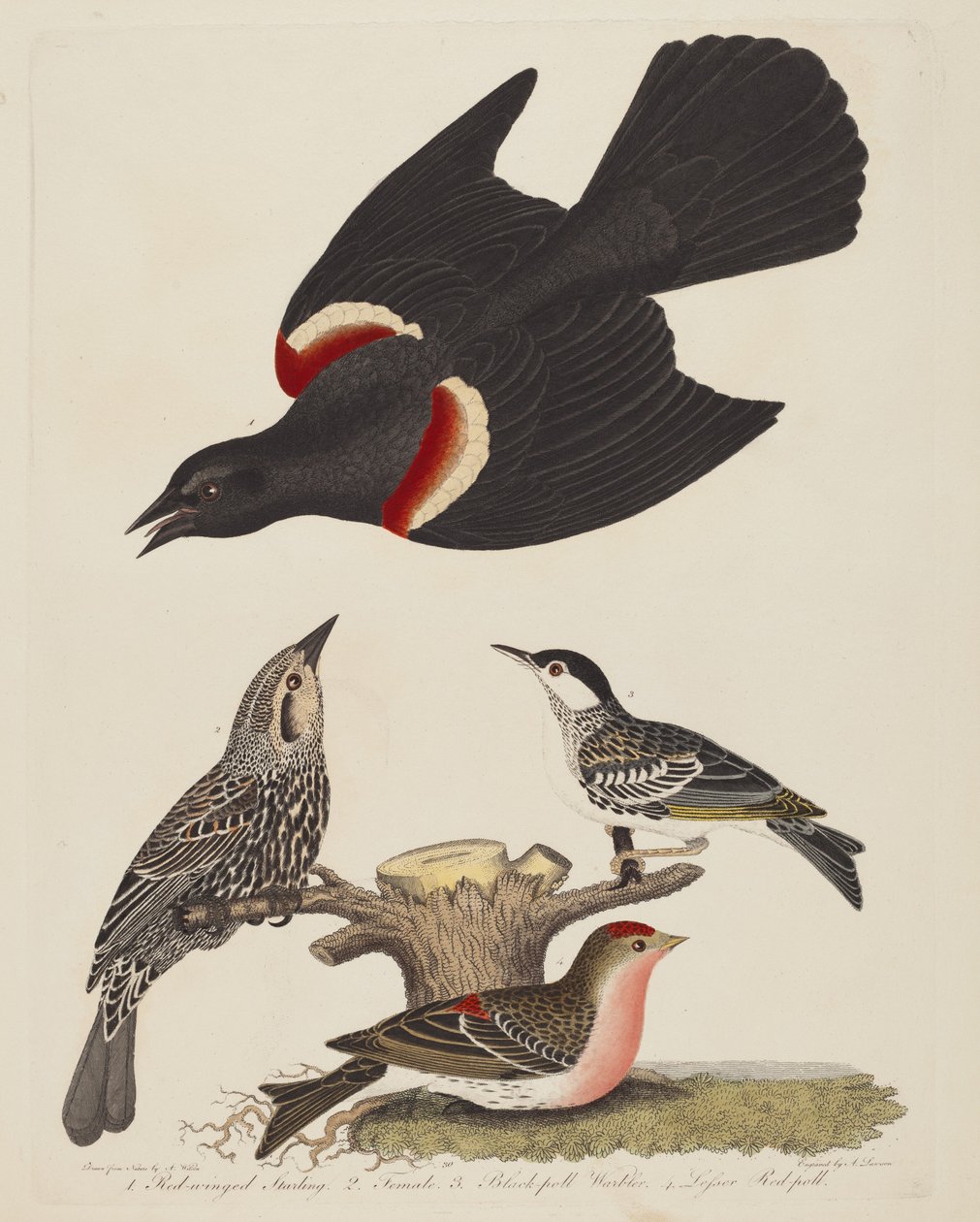 Rödvingestare, Rödvingestarehona, Svartsångare och Lill...,pub.1808-1814. av Alexander Lawson