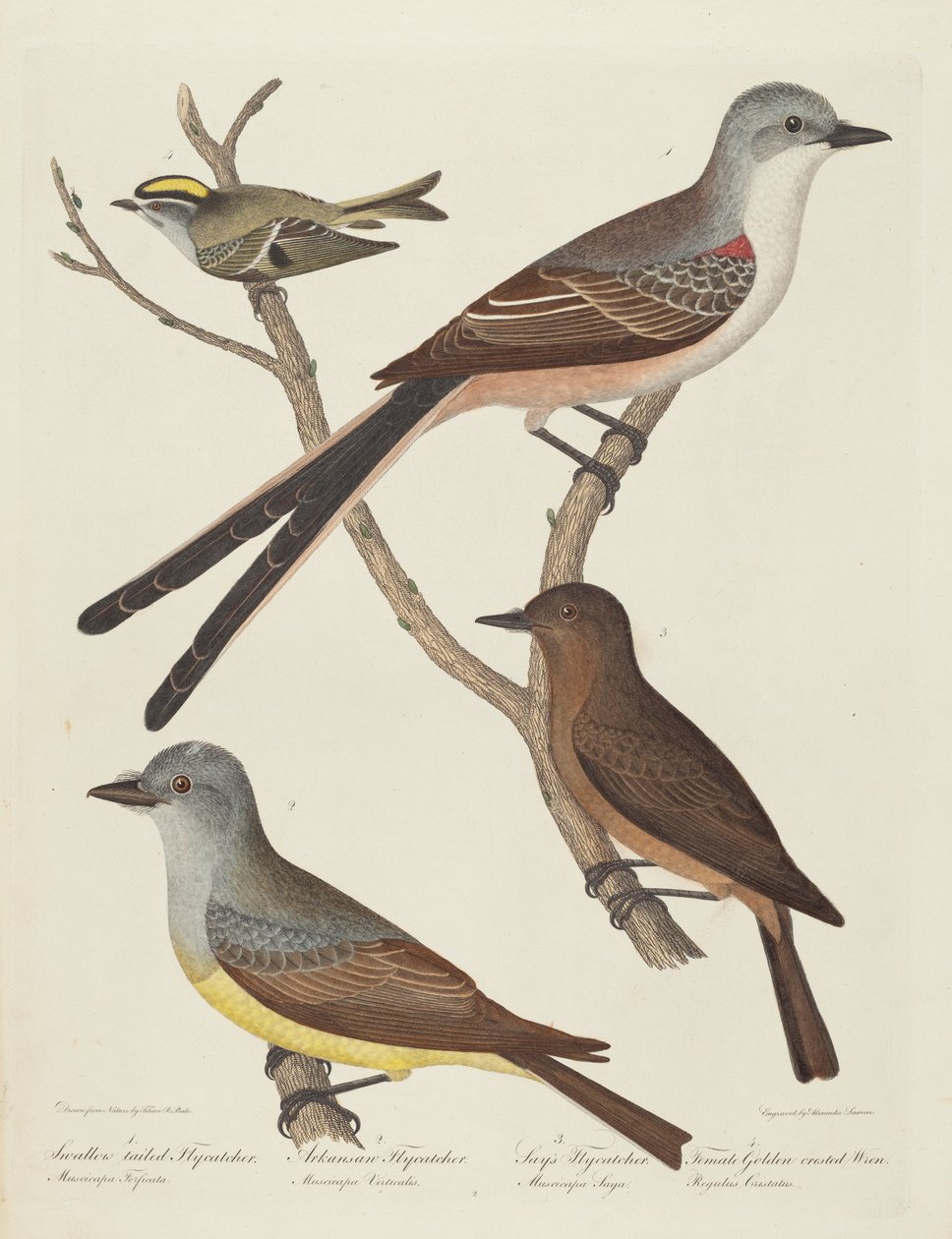 Svalstjärtad flugsnappare, Arkansas flugsnappare, Says flugsnappare och hona...gärdsmyg. av Alexander Lawson