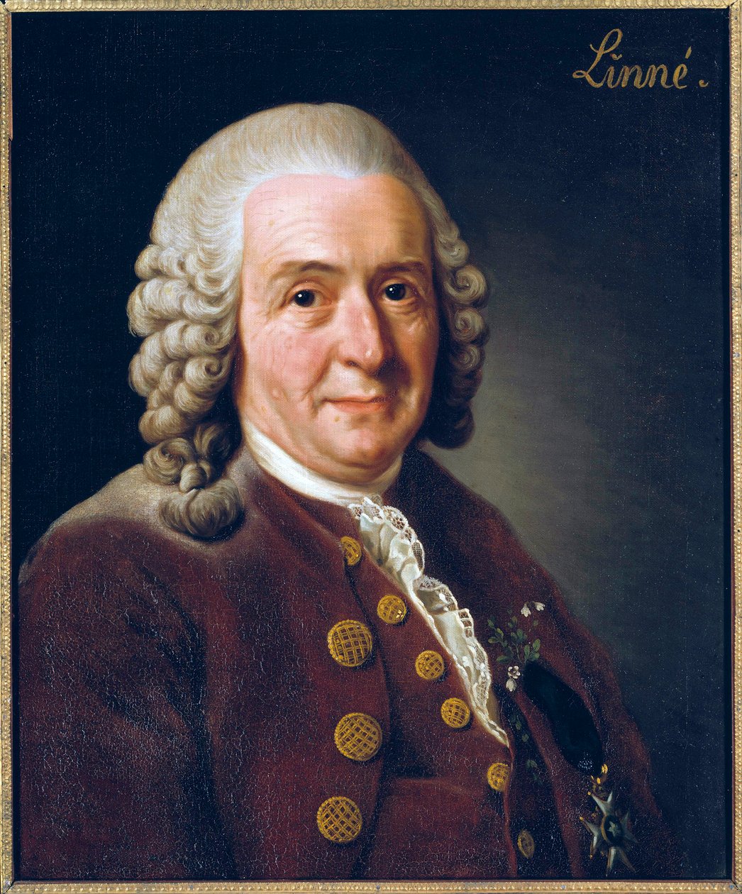 Porträtt av Carl von Linne (Linnaeus) av Alexander Roslin