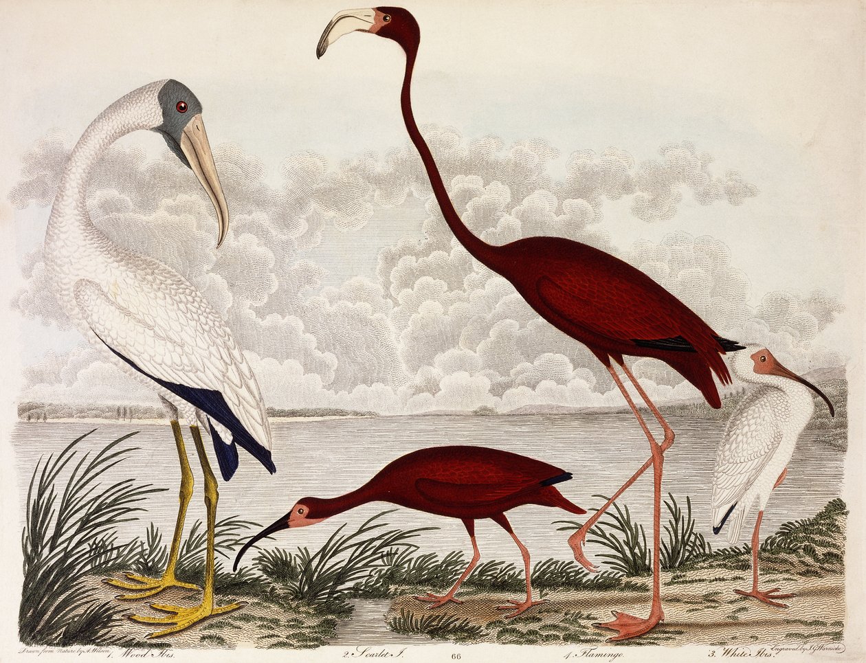 Wood Ibis, Scarlet Flamingo, White Ibis, ca 1828-1829 av Alexander Wilson