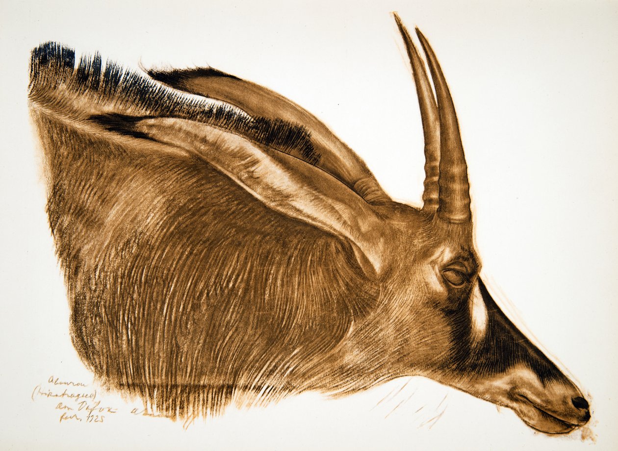 Antelope Hippotrague (Am Dafok), från Drawings and Paintings of Africa, avrättad under Citroen Center Africa-expeditionen, andra Haardt Audouin-Dubreuil-uppdraget, pub. Paris, 1927 av Alexander Yakovlev