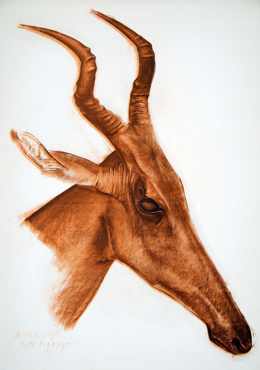Antilope Jackson (Am Dafok), från Drawings and Paintings of Africa, avrättad under Citroen Center Africa-expeditionen, andra Haardt Audouin-Dubreuil-uppdraget, pub. Paris, 1927 av Alexander Yakovlev