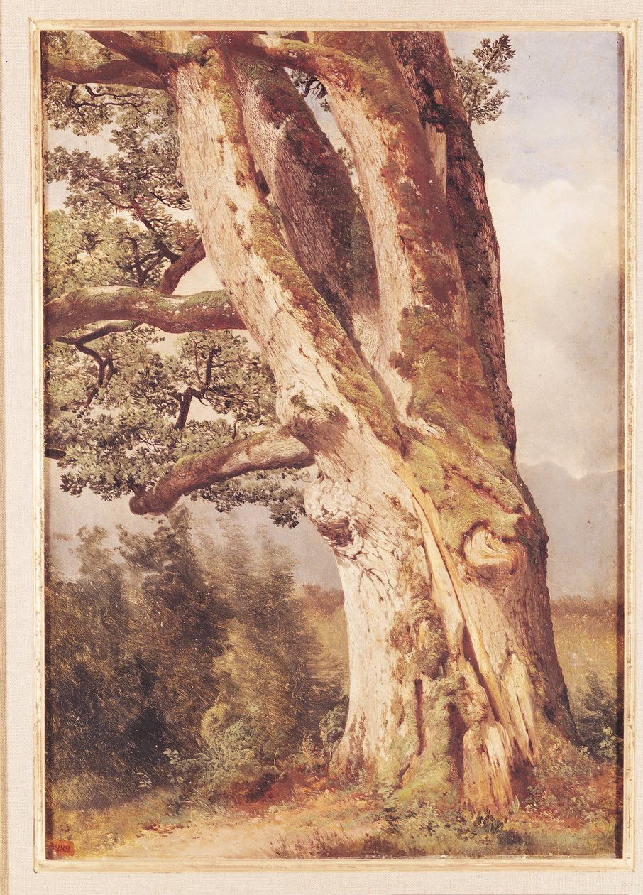 Eken av Alexandre Calame