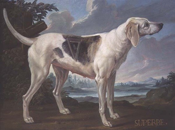 Porträtt av en hund "Superbe" från förpackningen som tillhör Prince of Conde (olja på duk) av Alexandre F. (school of) Desportes