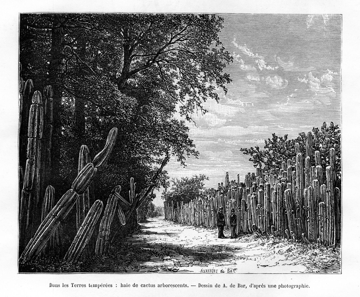 En häck av arborescent kaktus, Mexiko, 1800-talet av Alexandre de Bar