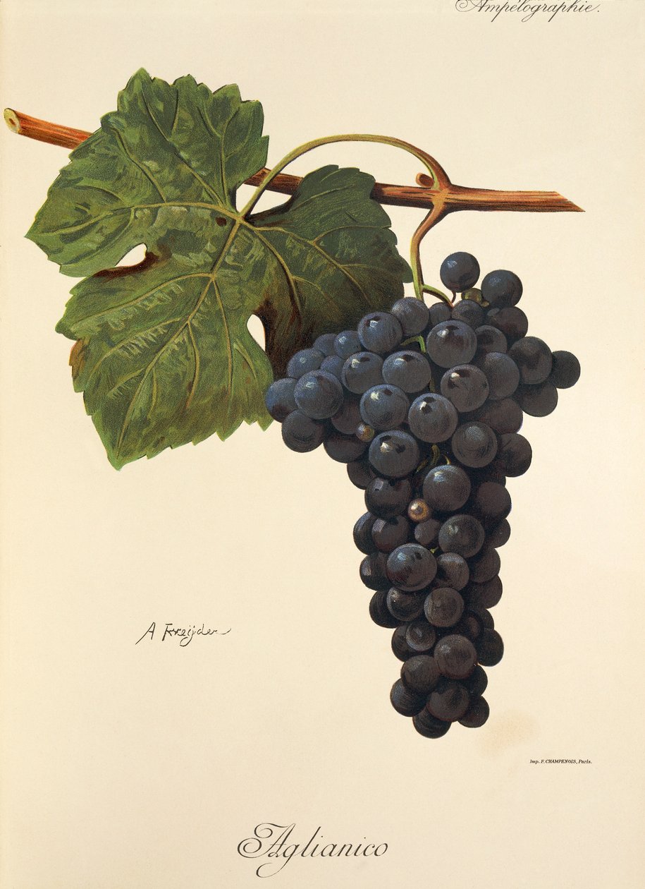 Aglianico druva av A. Kreyder av Alexis Kreyder