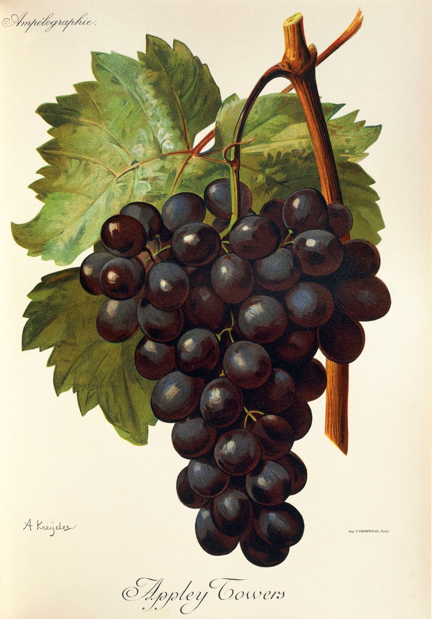 Appley Towers druva. Illustration av A. Kreyder., Pessione, från Traite General de Viticulture. Ampelografi av Alexis Kreyder