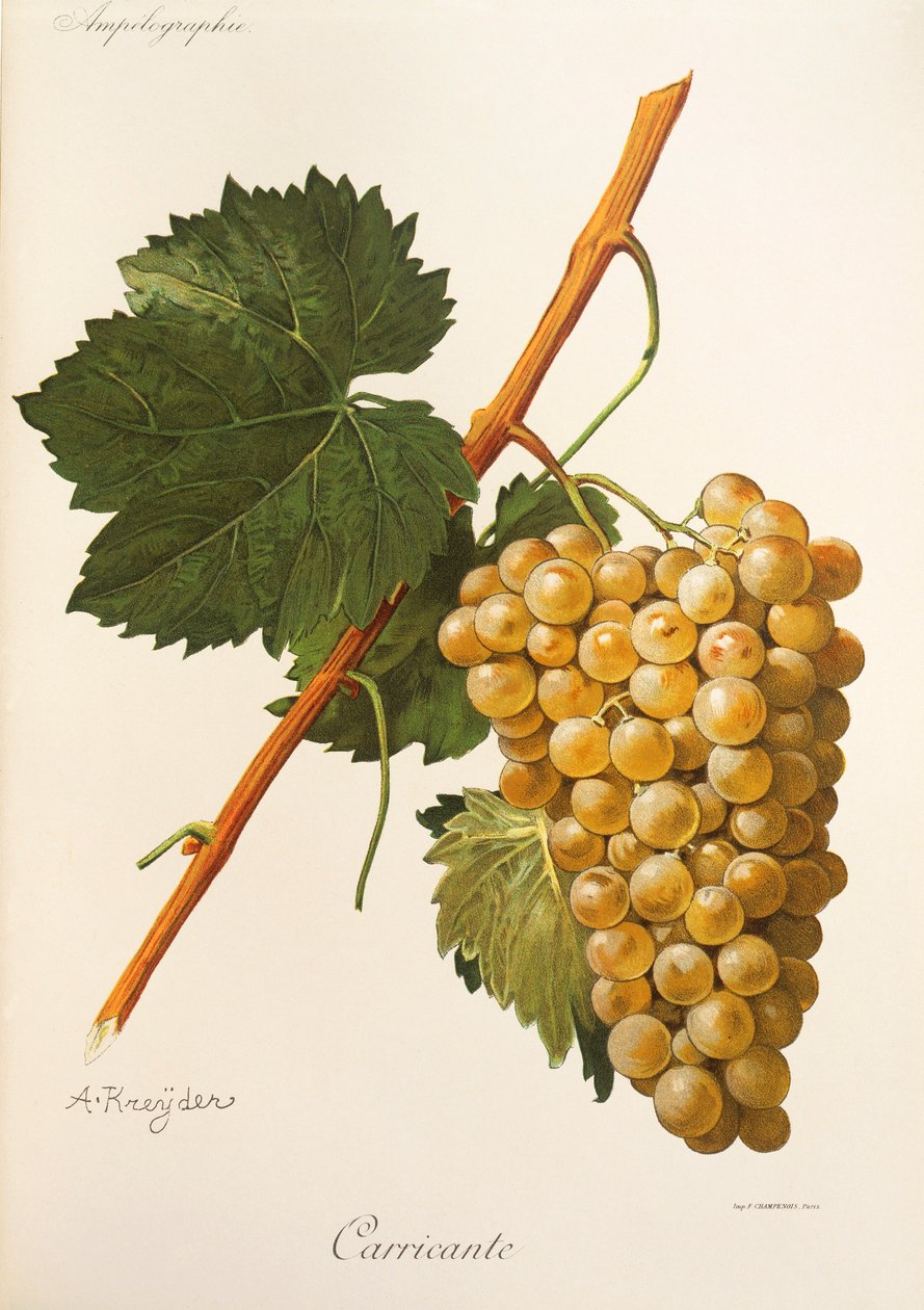 Carricante druva av A Kreyder av Alexis Kreyder