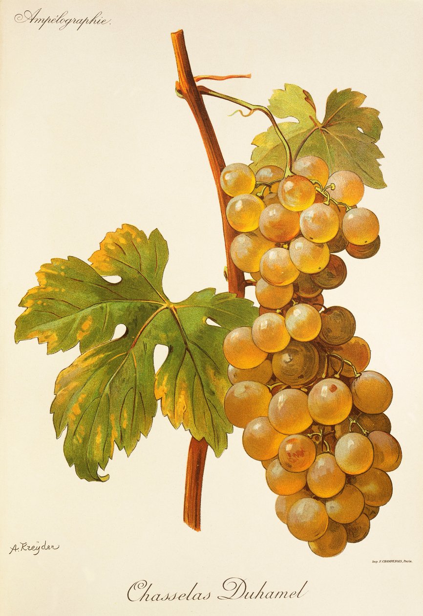 Chasselas Duhamel druva av A. Kreyder av Alexis Kreyder