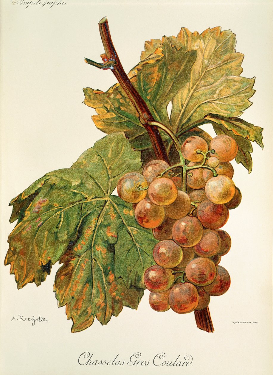 Chasselas Gros Coulard druva av A. Kreyder av Alexis Kreyder