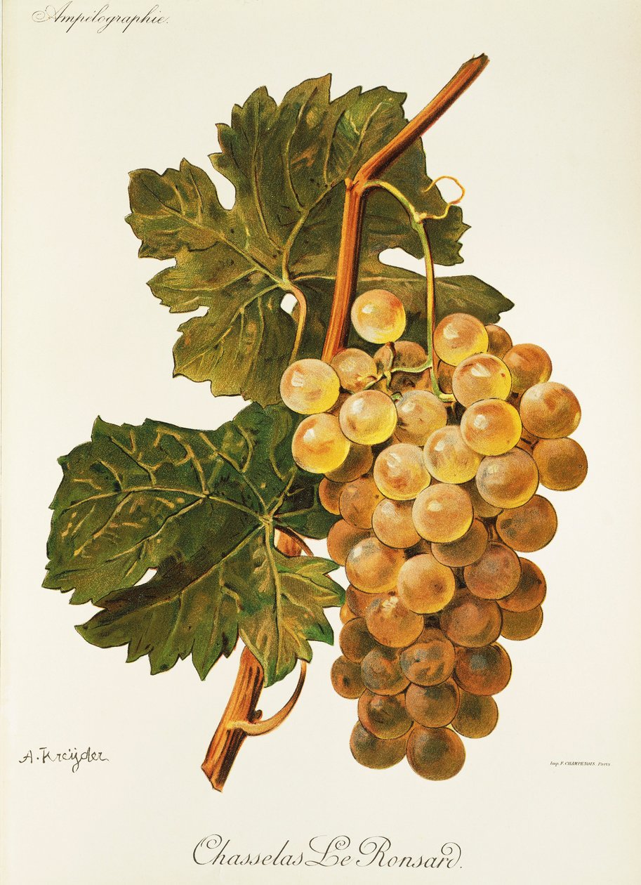 Chasselas Le Ronsard druva av A. Kreyder av Alexis Kreyder