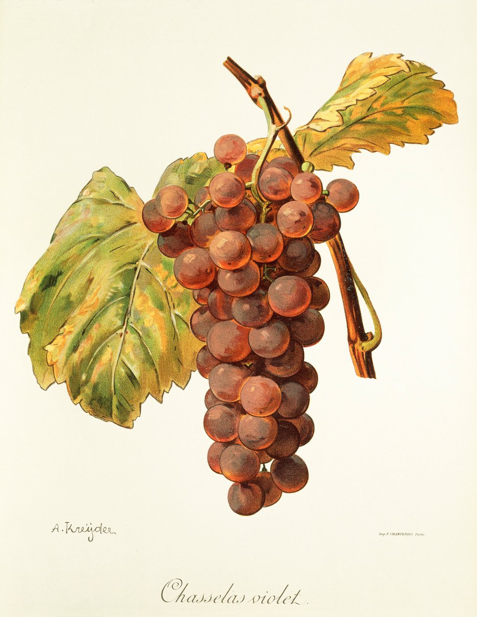 Chasselas Violet druva av A. Kreyder av Alexis Kreyder