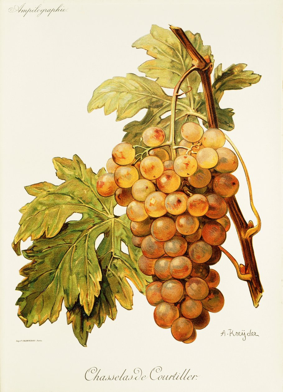 Chasselas de Courtiller druva av A. Kreyder av Alexis Kreyder