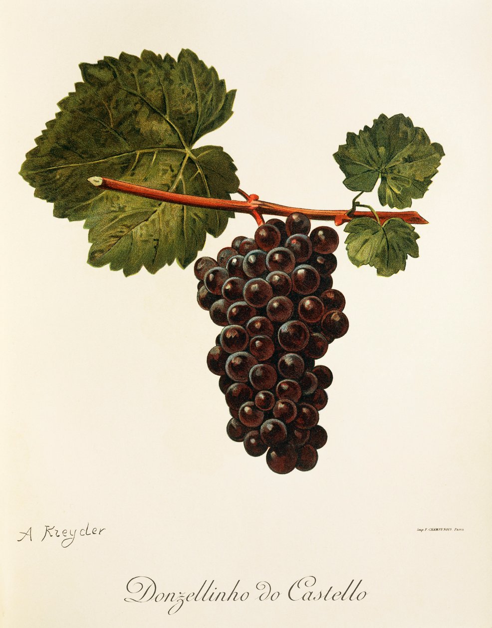 Donzellinho do Castello druva av A. Kreyder av Alexis Kreyder
