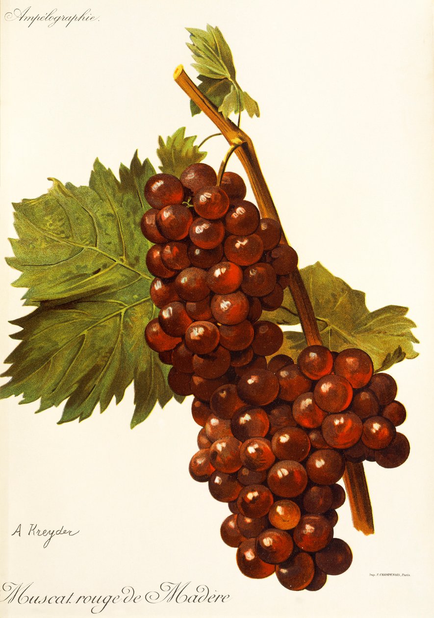 Muscat Rouge de Madere druva av A. Kreyder av Alexis Kreyder