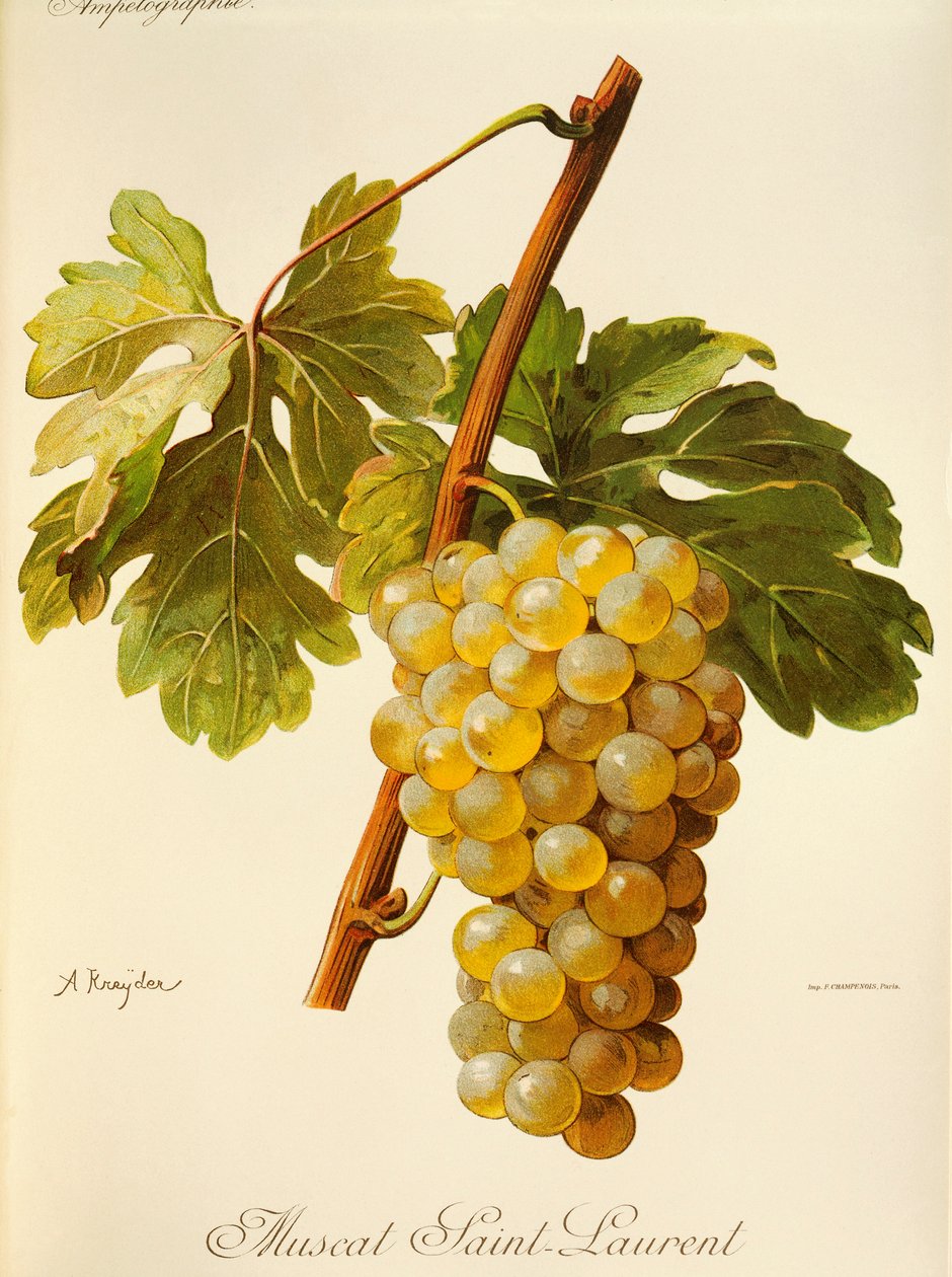 Muscat Saint-Laurent druva av A. Kreyder av Alexis Kreyder