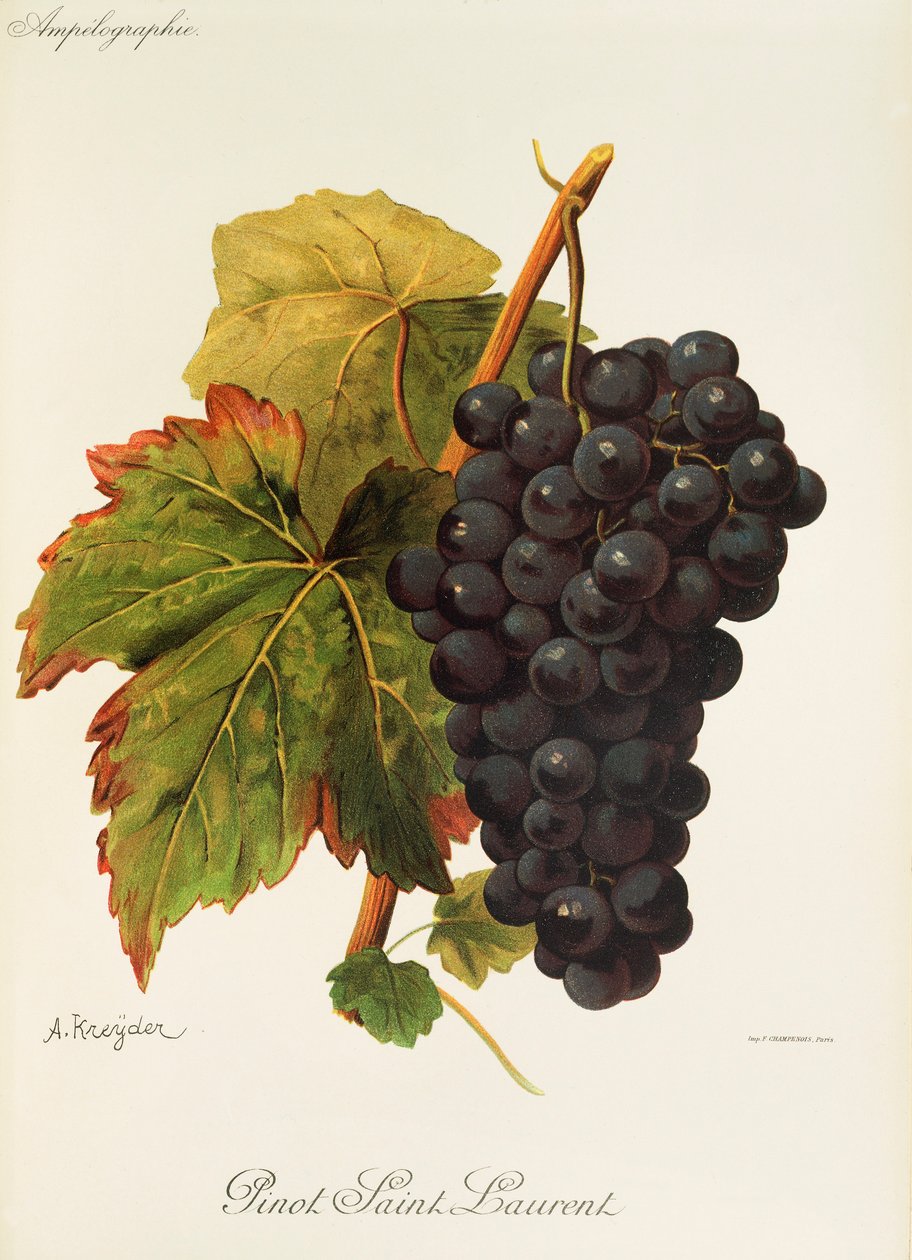 Pinot Saint Laurent druva av A. Kreyder av Alexis Kreyder