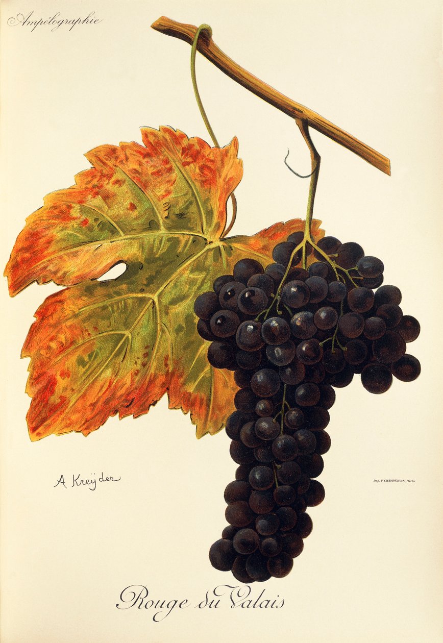 Rouge du Valais druva av A. Kreyder av Alexis Kreyder