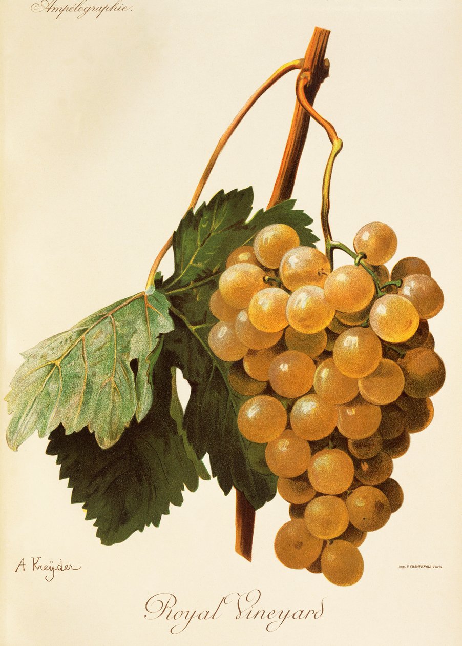 Royal Vineyard druva av A. Kreyder av Alexis Kreyder
