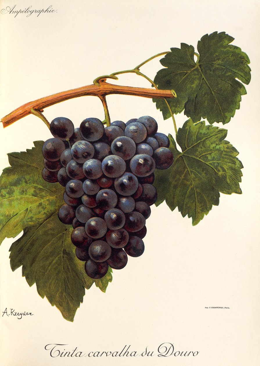 Carvalha du Douro druvfärg av A. Kreyder av Alexis Kreyder