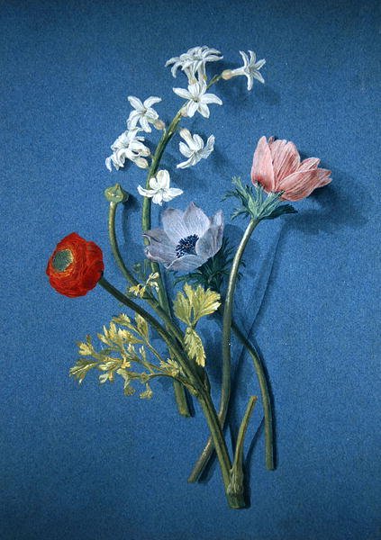 Ranunculus, anemoner och jasmin (svart krita med kroppsfärg & grå tvätt på blått papper) av Alexis Nicolas Perignon