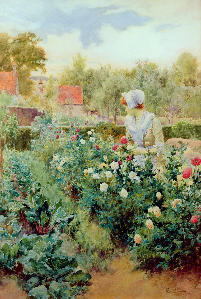 Dahliaer, 1896 swed av Alfred, Jr. Glendening