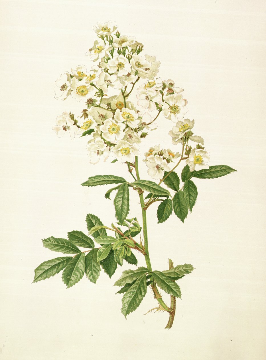 Rosa multiflora av Alfred Parsons