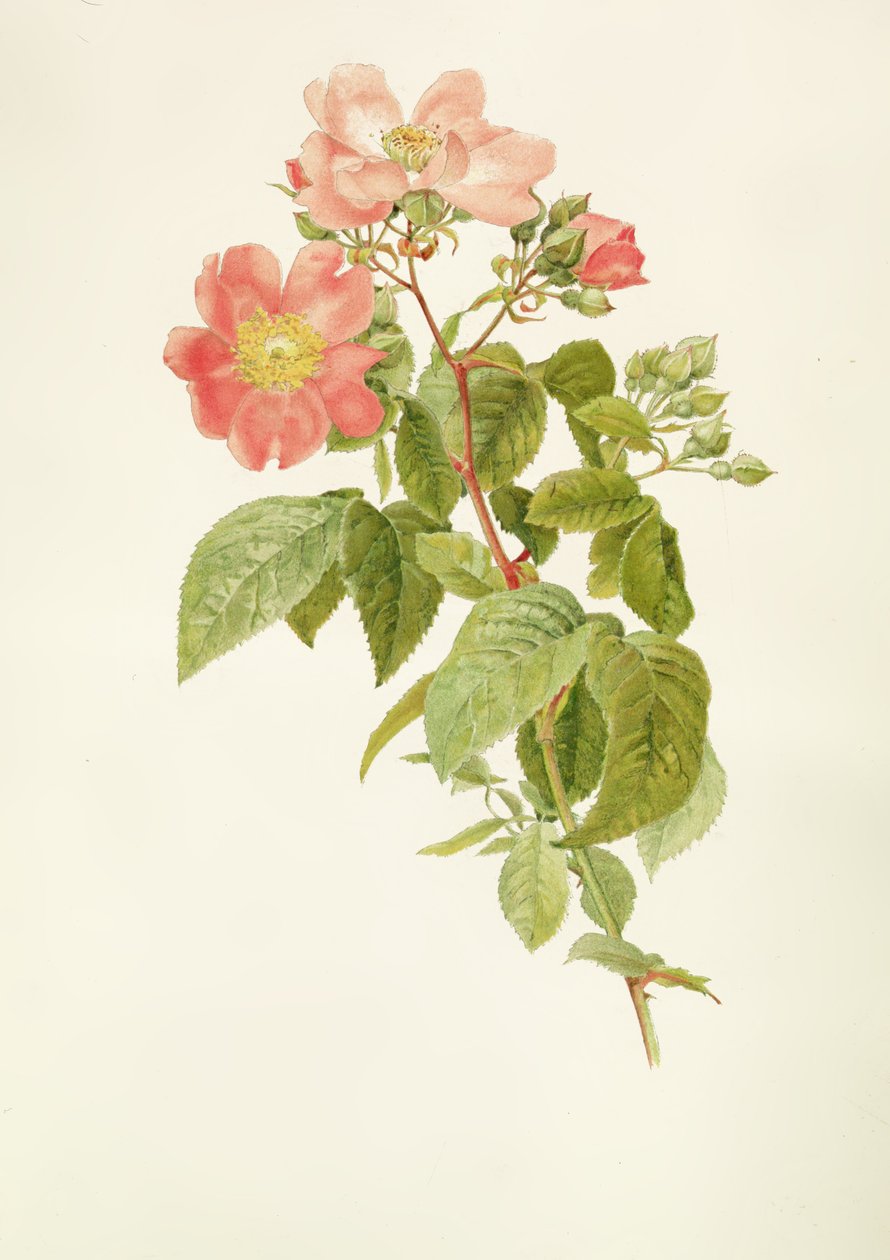 Rosa setigera (The Prairie Rose), av Alfred Parsons (1847-1920) av Alfred Parsons