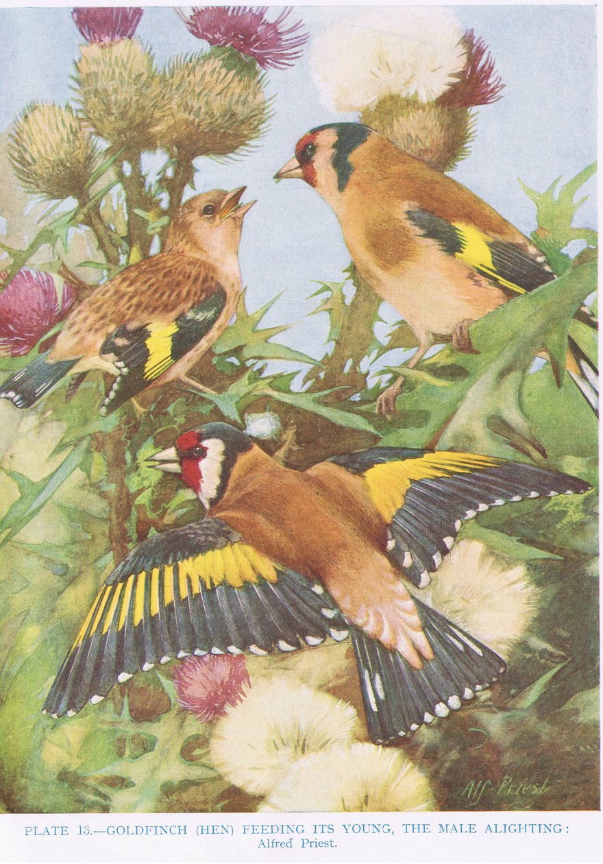 Goldfinch matar sina ungar, illustration från 