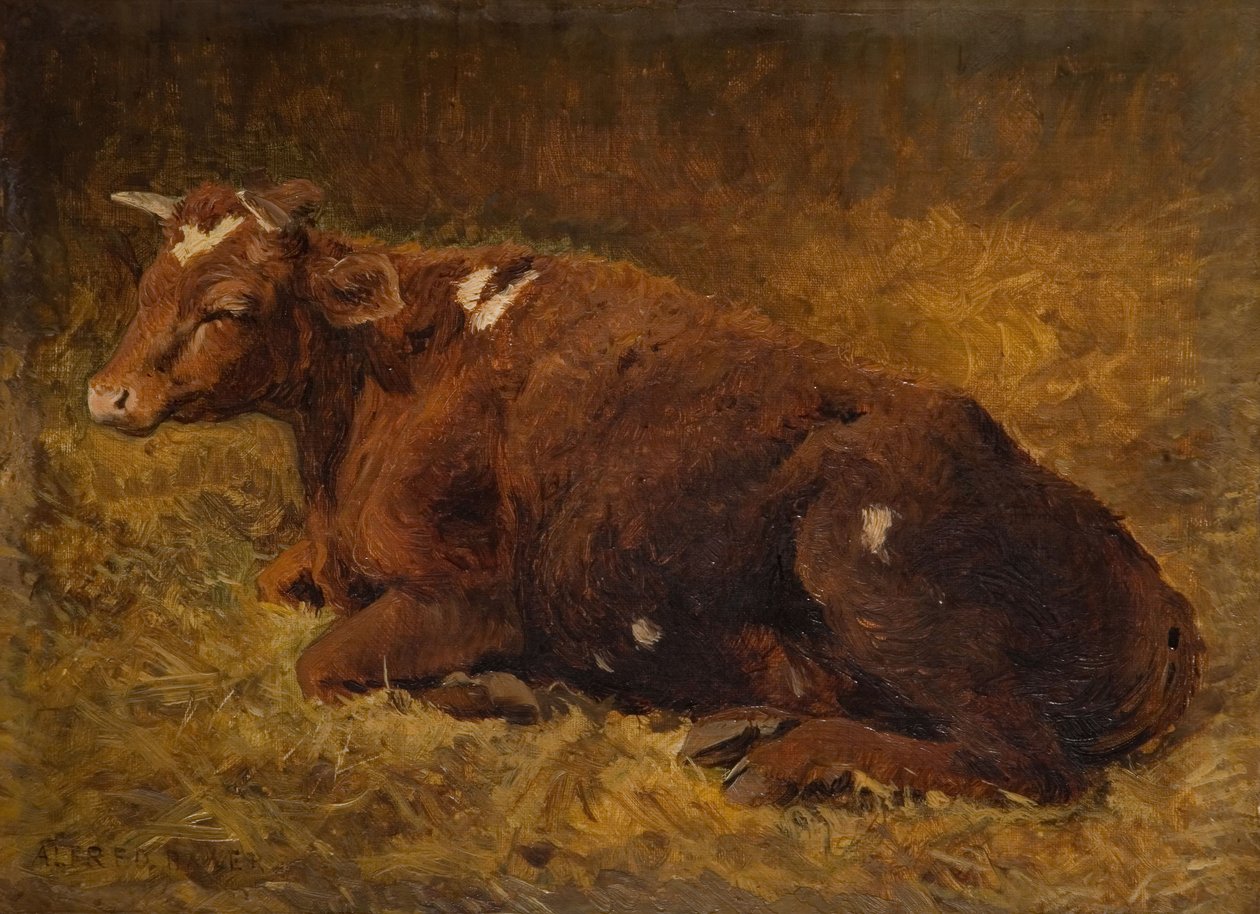 En ko som ligger på marken, 1865-1872. av Alfred Baker