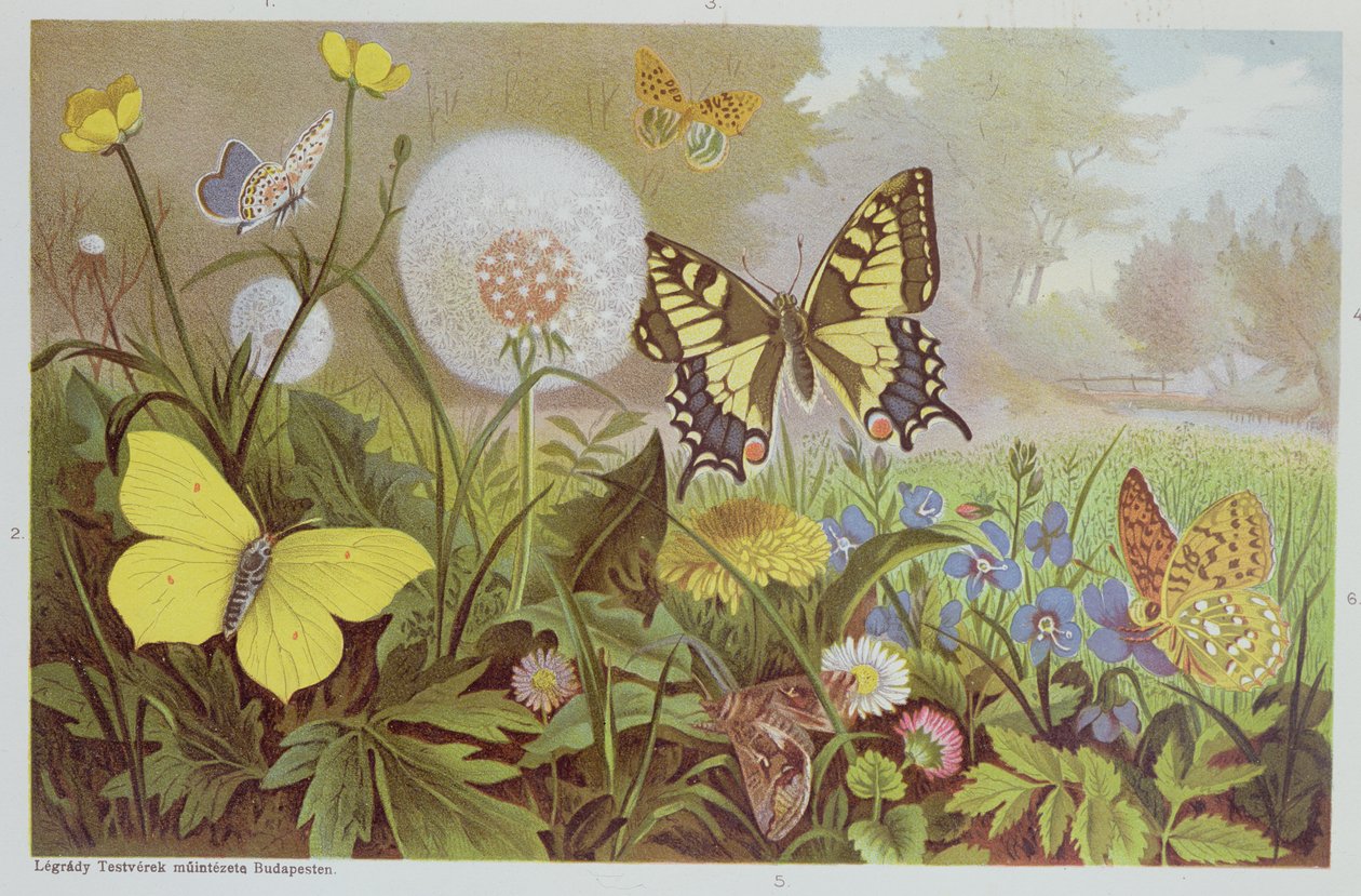 Fjärilar, illustration från en ungersk naturhistorisk bok, ca 1900 av Alfred Brehm