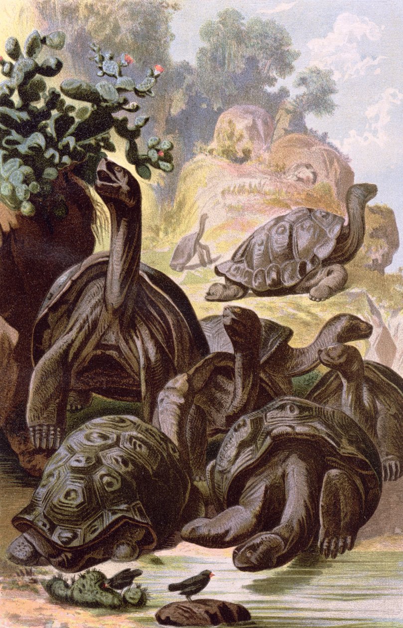 Jättesköldpaddor från Galapagosöarna, från en naturhistorisk bok, 1887 av Alfred Brehm