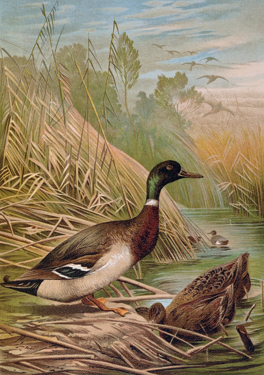 Gräsänder, illustration från en ungersk naturhistorisk bok, 1904 av Alfred Brehm