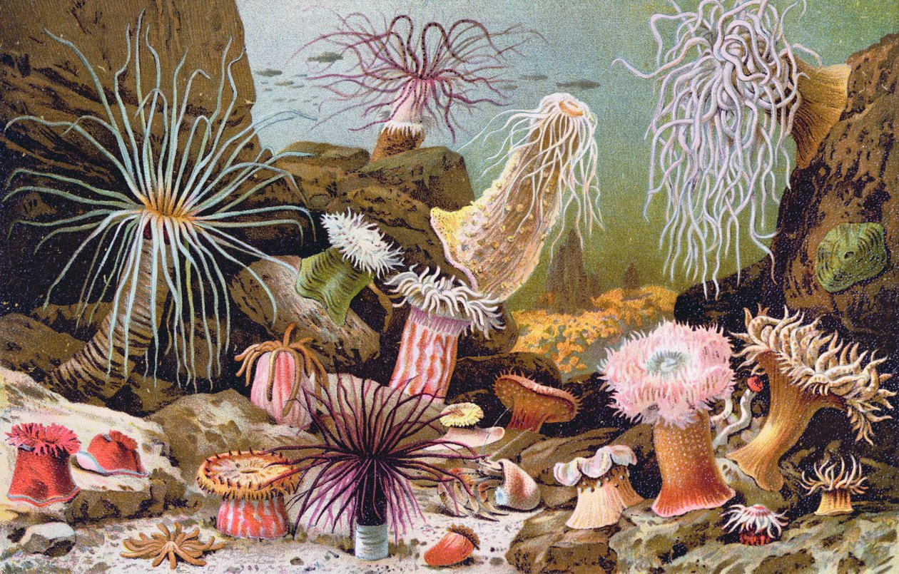 Havsanemoner, från en ungersk naturhistorisk bok, ca 1900 av Alfred Brehm