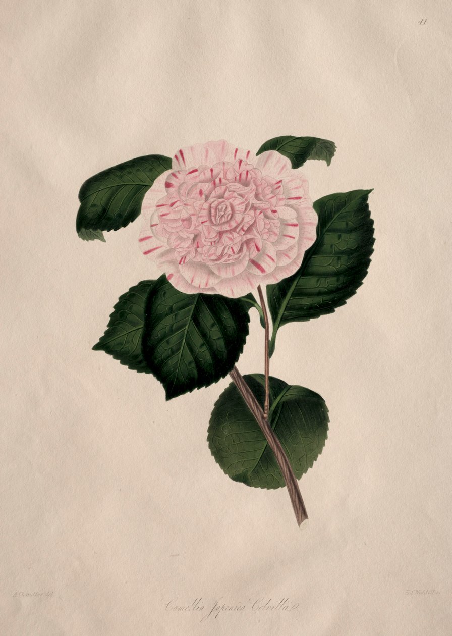 Illustrationer och beskrivningar av ... den naturliga ordningen Camellieae: Nr 41 av Alfred Chandler