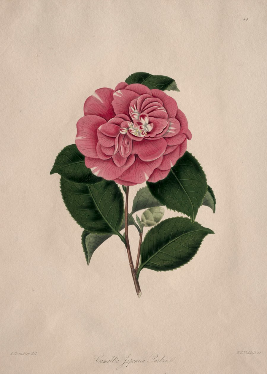 Illustrationer och beskrivningar av ... den naturliga ordningen Camellieae: Nr 44 av Alfred Chandler