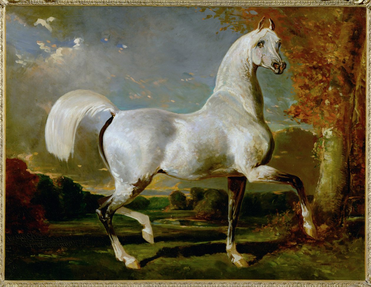 Etalon Arabe - Arabiskt fullblod ... av Alfred Dedreux or de Dreux