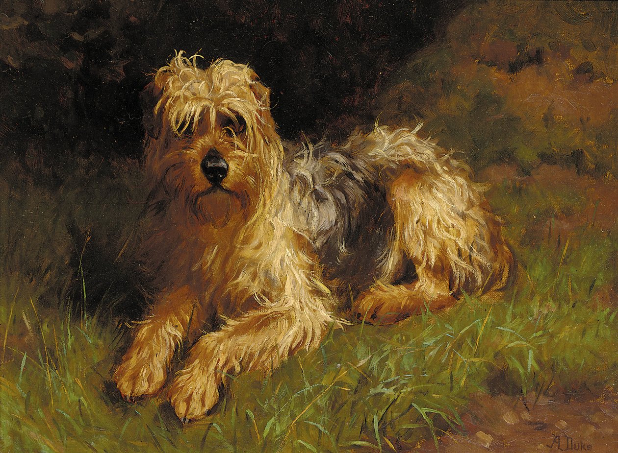 Mjuk belagd Wheaten Terrier av Alfred Duke